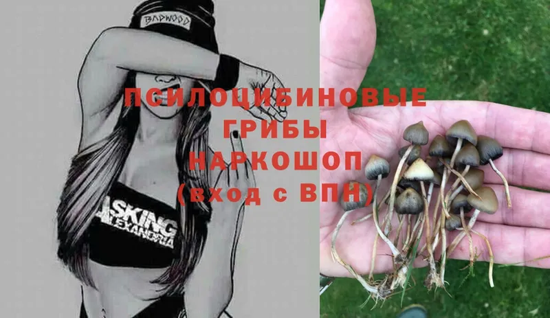 Псилоцибиновые грибы Psilocybe  Артёмовск 